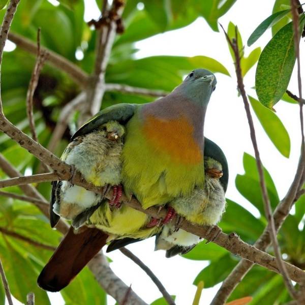 Mother and Baby Birds
